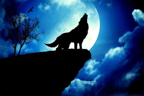 The Wolf Moon: An Ancient Guide to Nature's Cycles